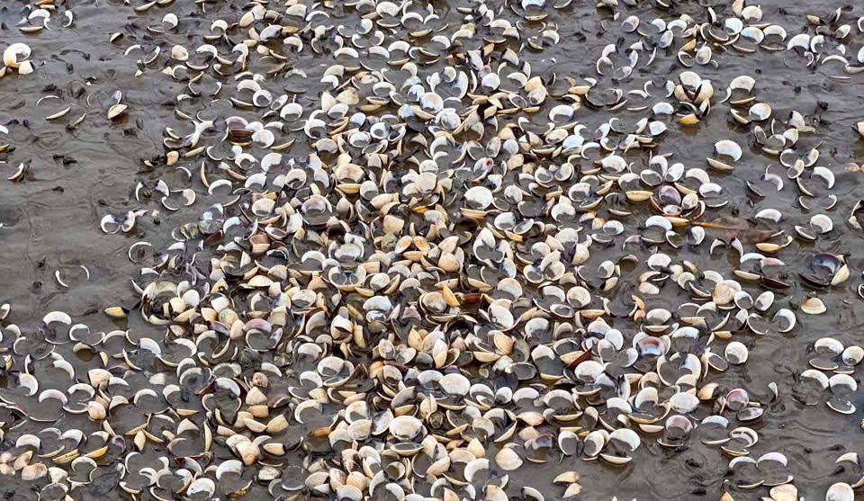Toàn bộ số ngao bị chết đều đã đạt kích cỡ thương phẩm, chuẩn bị thu hoạch.