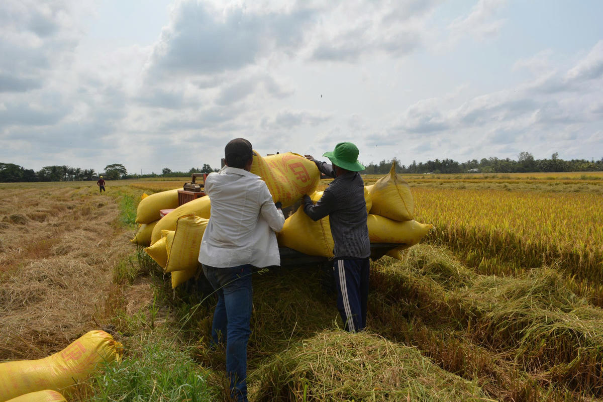 Điểm nghẽn của liên kết chuỗi giá trị lúa gạo trong Đề án phát triển 1 triệu ha lúa chất lượng cao, phát thải thấp là doanh nghiệp, hợp tác xã và nông dân chưa hiểu nhau, ai cũng vì quyền lợi của mình. Ảnh: Nguyên Du