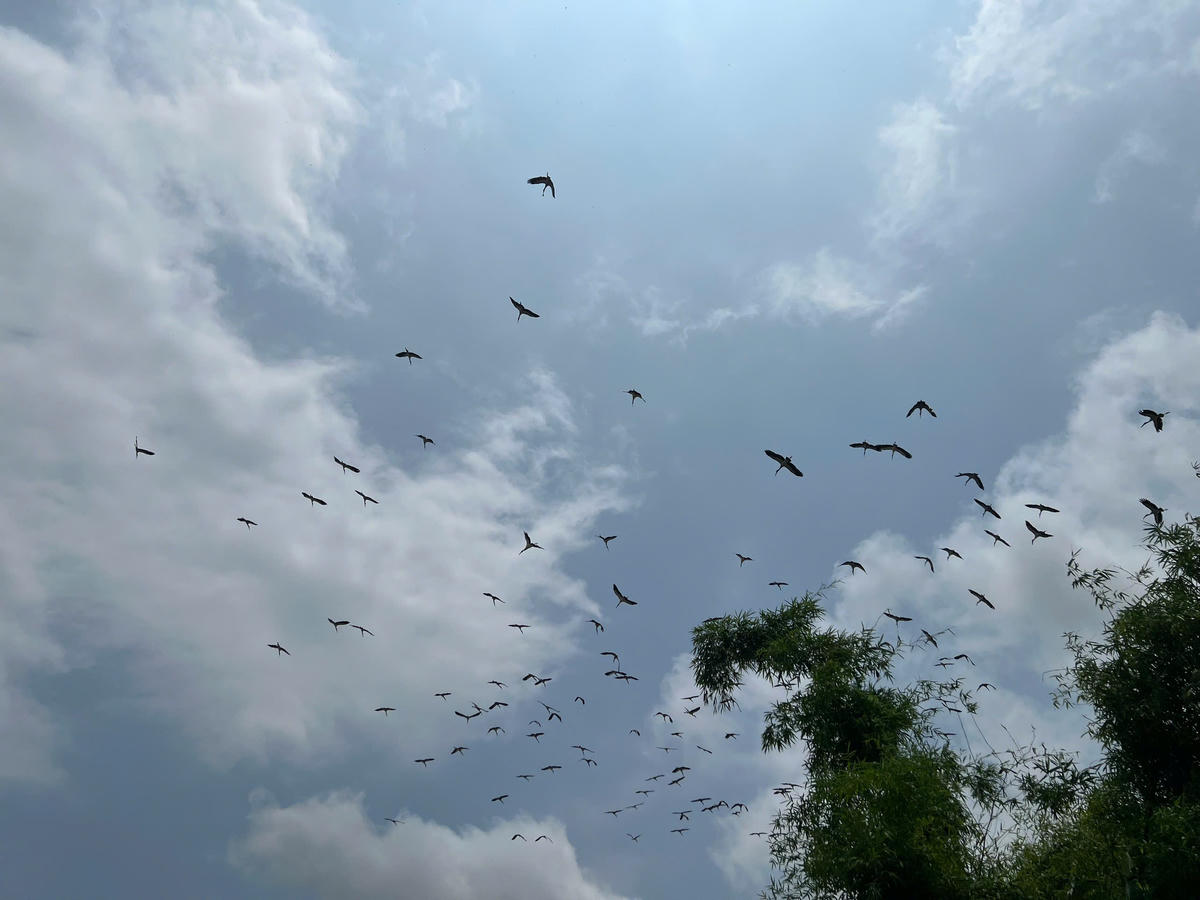 Việc đàn cò nhạn xuất hiện tại thôn Văn Giang khẳng định vai trò trong công tác bảo tồn đa dạng sinh học của địa phương. Ảnh: N.T.