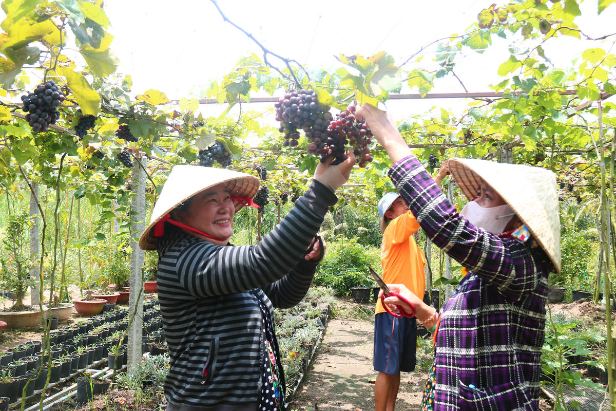 Nhiều bạn trẻ tìm đến vườn nho để check-in, chụp ảnh lưu niệm. (Ảnh: Trung Ngãi).