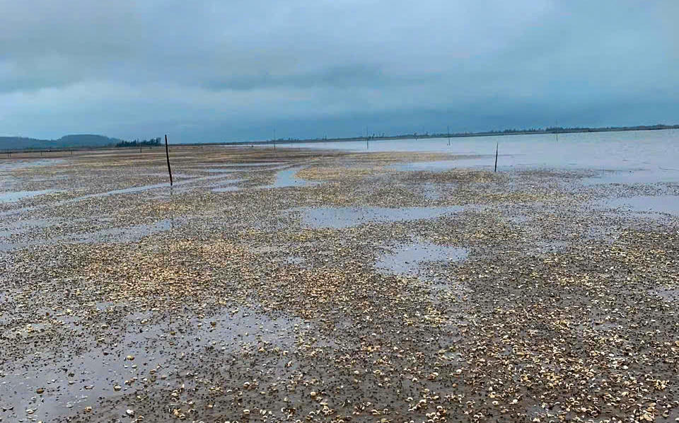 Hơn 120 tấn ngao chết bất thường trên địa bàn xã Mai Phụ.&nbsp;