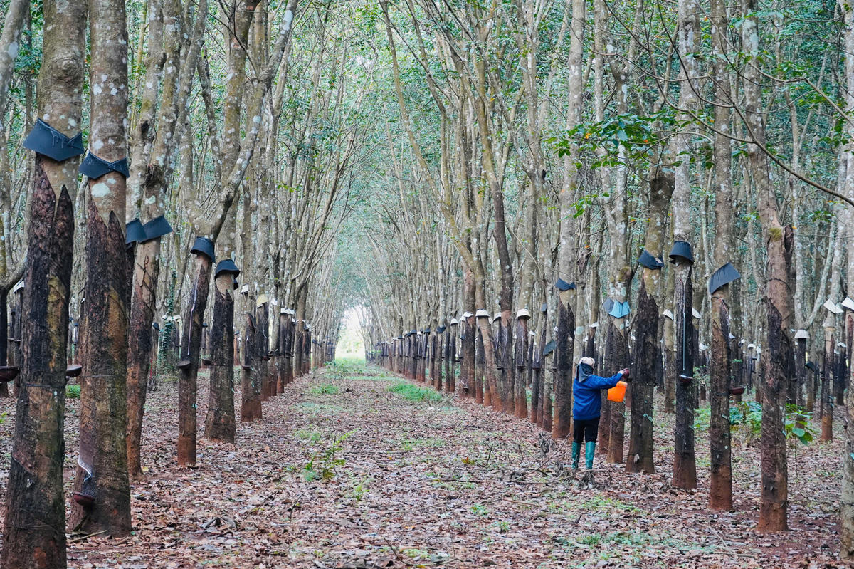 Công nhân tại Công ty TNHH PTCS Đắk Lắk - Mondulkiri (Dakmoruco) khai thác mủ cao su.