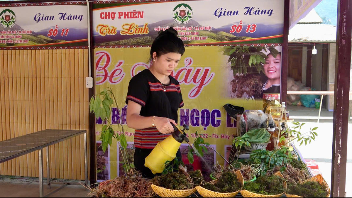 Chị Nguyễn Thị Song (bé bảy) bên gian hàng sâm Ngọc Linh của mình. Ảnh Tân Tân.