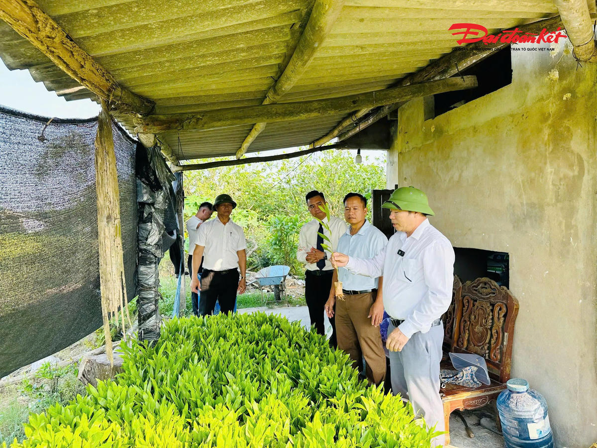 Theo nội dung ký kết, Hoàng Gia Phát hỗ trợ địa phương 10.000 cây keo giống, tổng kinh phí 20 triệu đồng nhằm giúp các hộ dân tại thôn Kim Sơn khôi phục diện tích sản xuất bị thiệt hại do bão số 5 và số 10 năm 2025. Ảnh: Mr D
