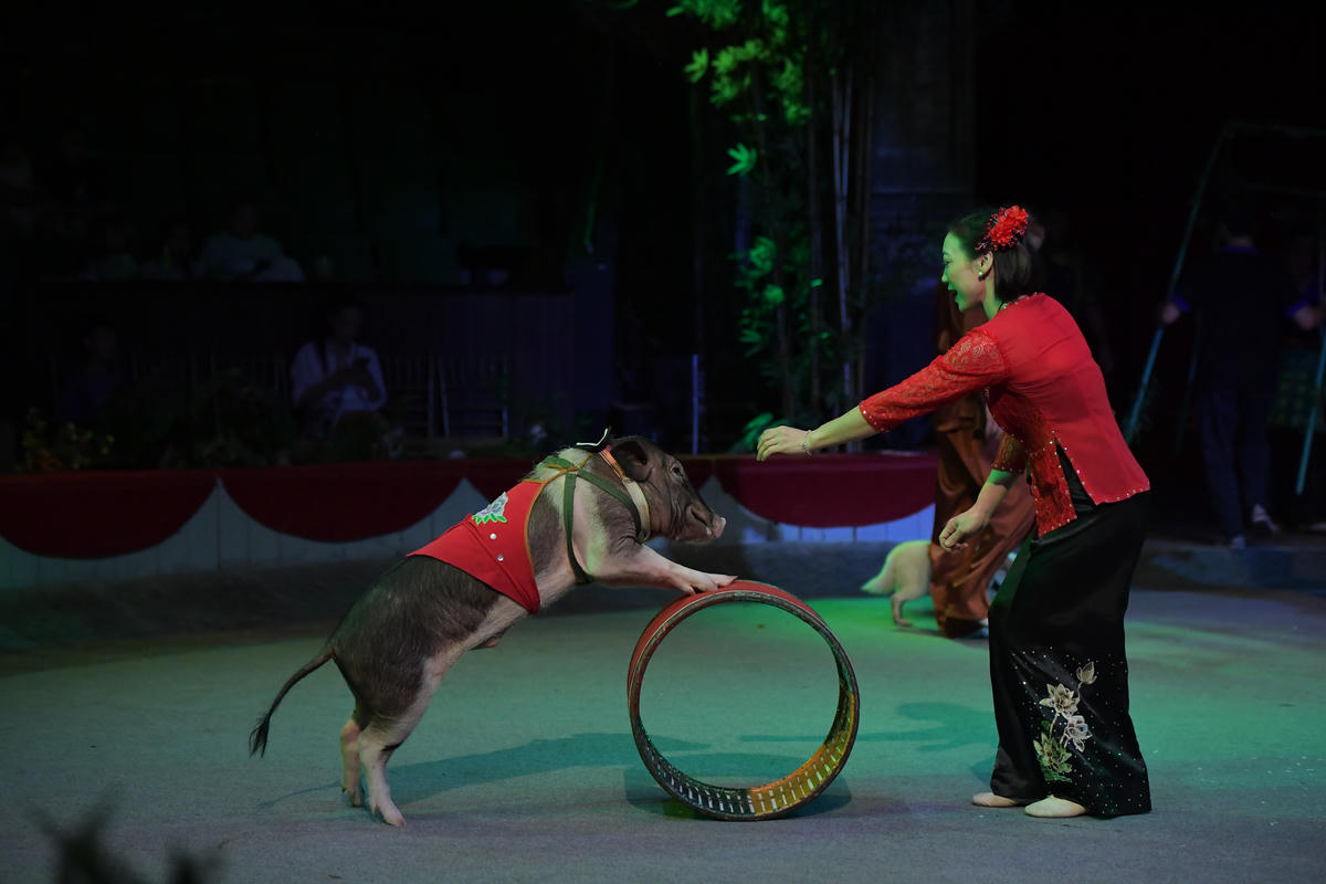 Dáng vẻ ngộ nghĩnh của chú lợn.