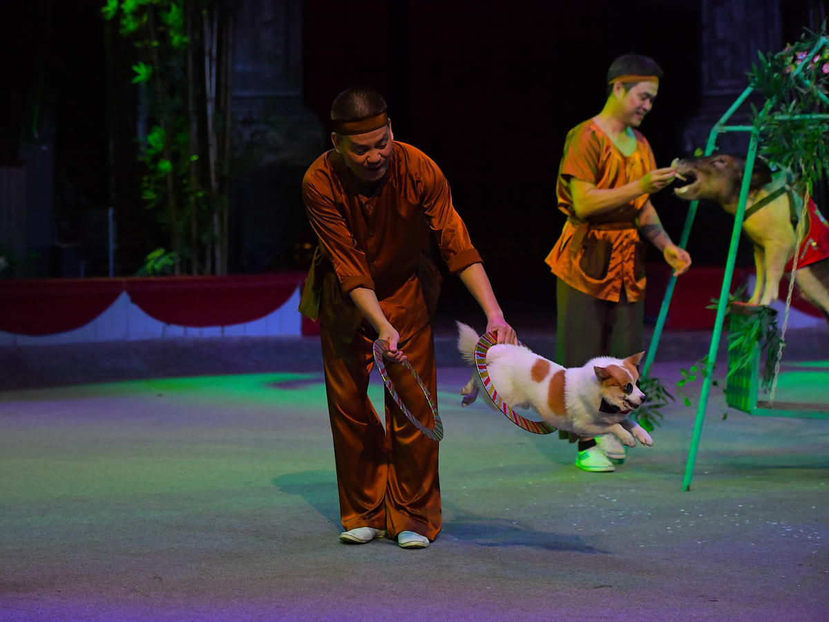 Chú chó thông minh khéo léo nhảy qua những vòng tròn nhỏ.