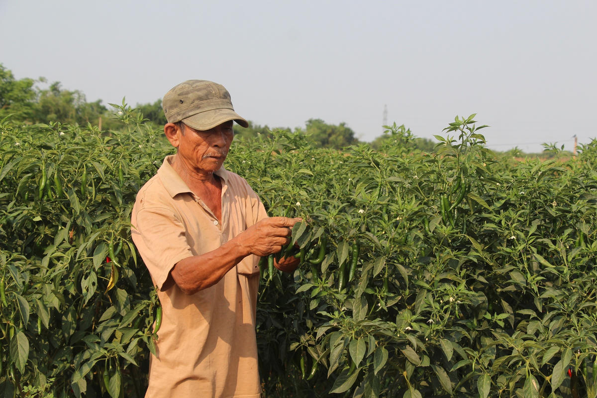 Nghịch lý được mùa, mất giá