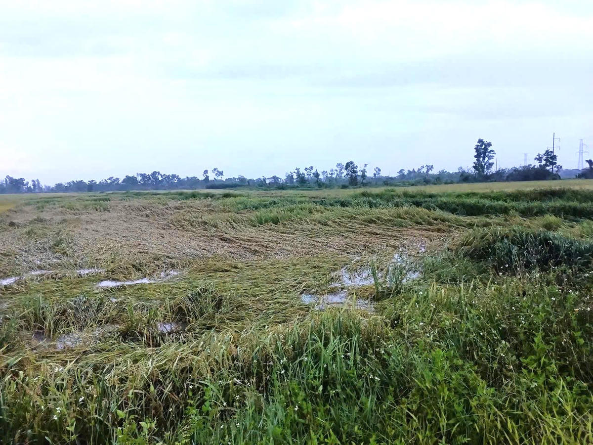 Hà Tĩnh: Dông lốc, mưa đá khiến 48 căn nhà tốc mái, hơn 5.800 ha lúa đổ ngã