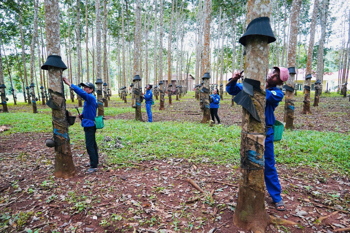Công nhân  khai thác mủ trên vườn cây cao su kinh doanh.