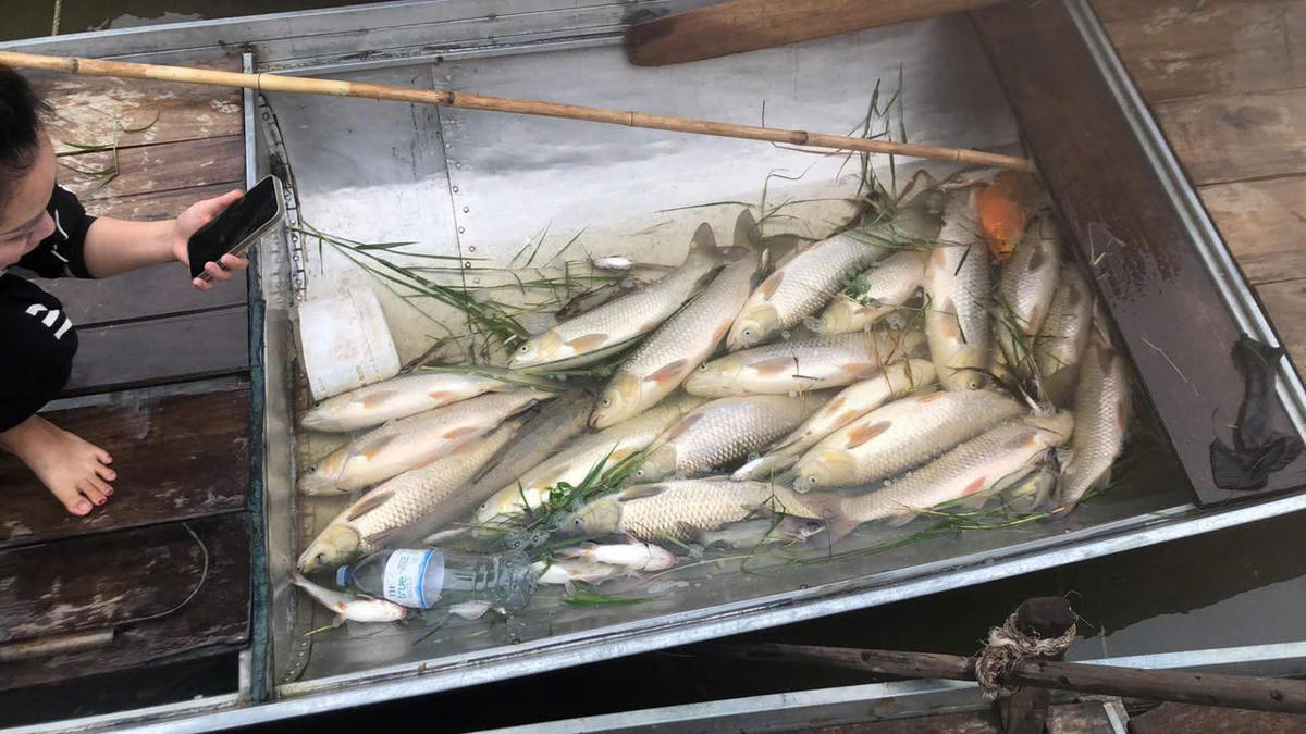Cá nuôi lồng bè trên sông Lam đoạn qua xã Anh Sơn chết hàng loạt được người dân vớt lên. Ảnh: DH