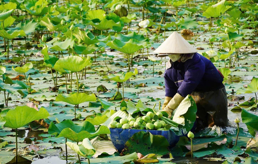 Nghệ An công bố chuỗi hoạt động đặc sắc tại Lễ hội Làng Sen 2026