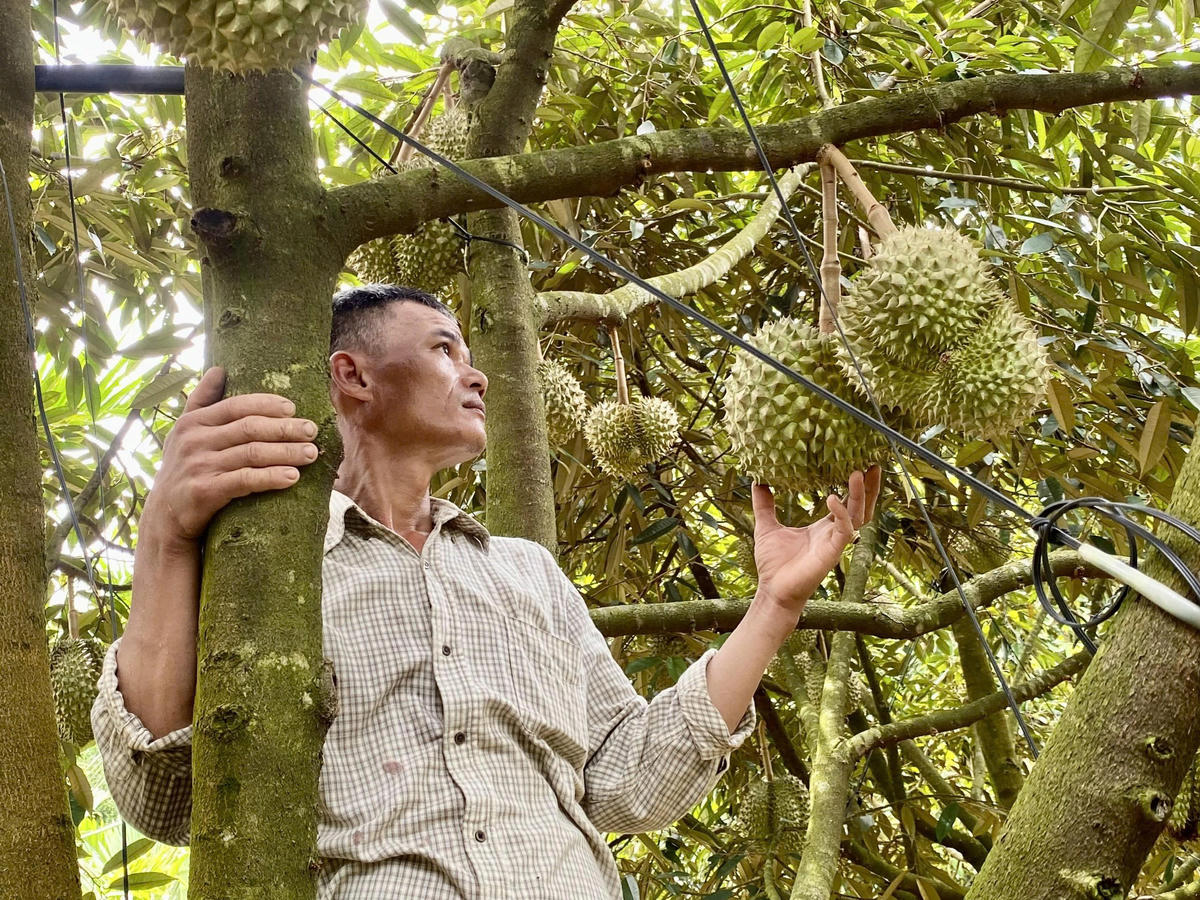 Nhờ chuyển đổi cơ cấu cây trồng, người dân Trà Tân thoát nghèo bền vững. Ảnh: Tấn Thành