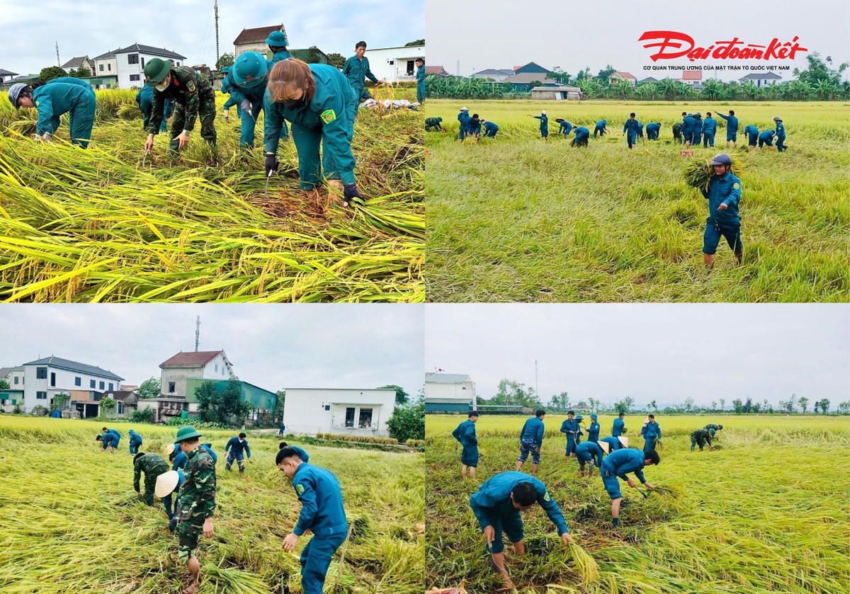 Các lực lượng, đoàn viên, hội viên ở Hà Tĩnh chung tay cứu lúa đổ ngã giúp dân. Ảnh: HN.