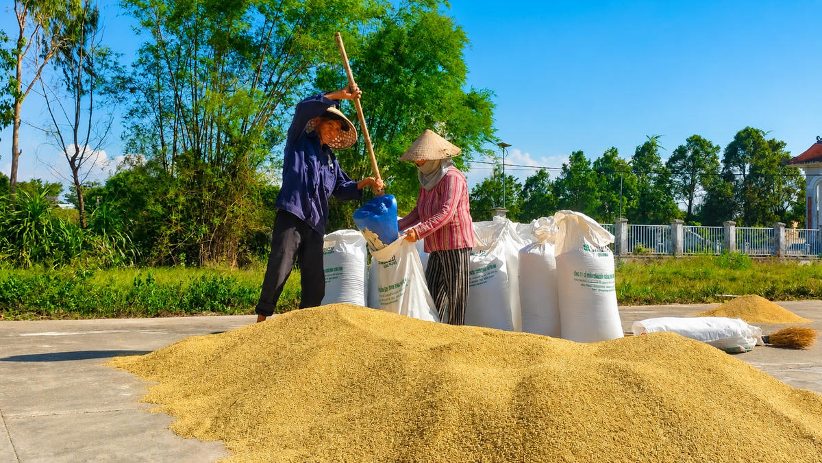 Người dân xã Tây Hồ đang cho lúa vào bao. Ảnh: Tấn Thành.