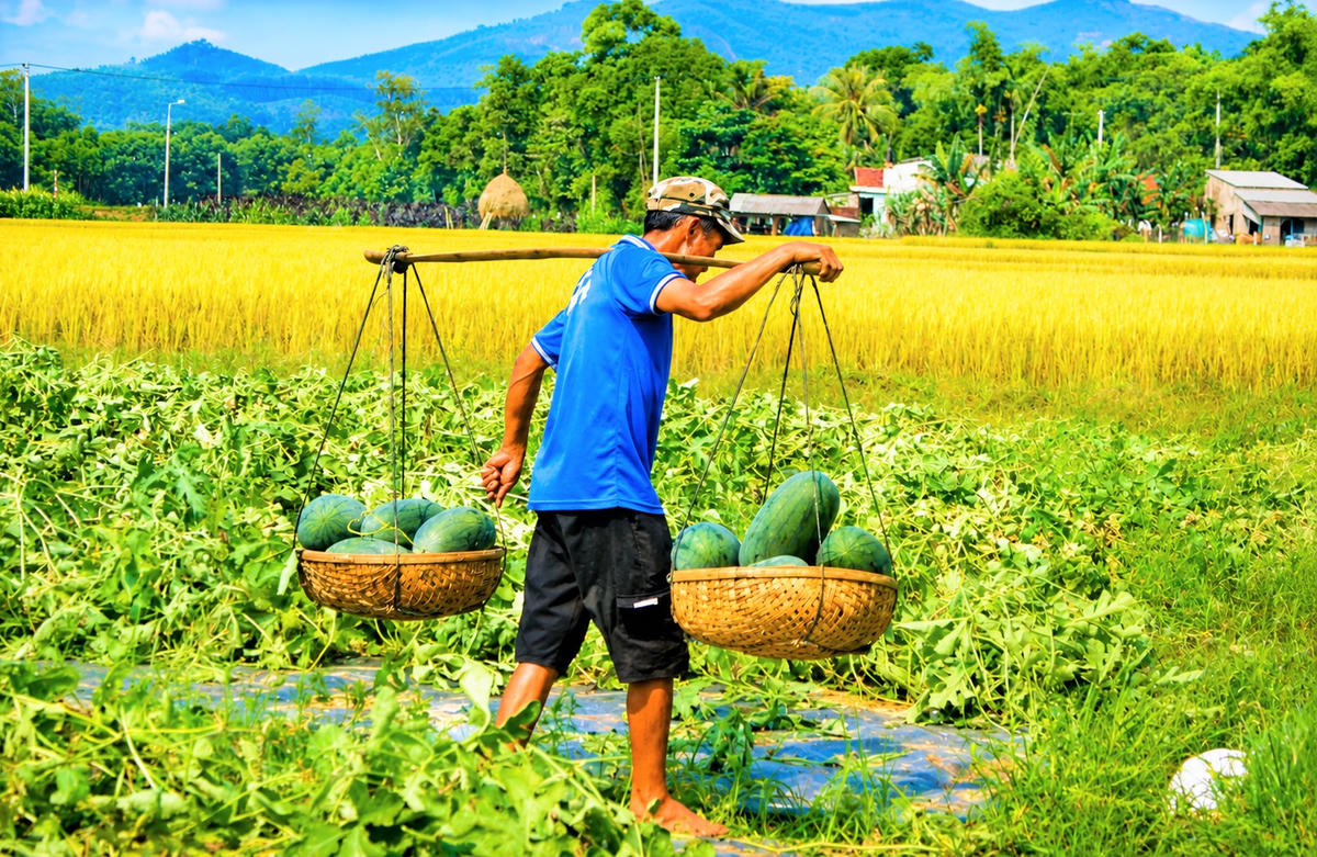 Nông dân xã Chiên Đàn thu hoạch dưa hấu bán thương lái. Ảnh: Tấn Thành.