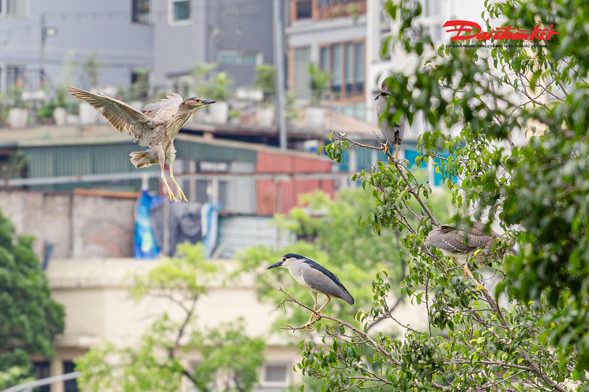 Đàn chim hoang dã xuất hiện dày đặc ở Hồ Gươm, tạo cảnh săn mồi hiếm thấy giữa trung tâm Hà Nội