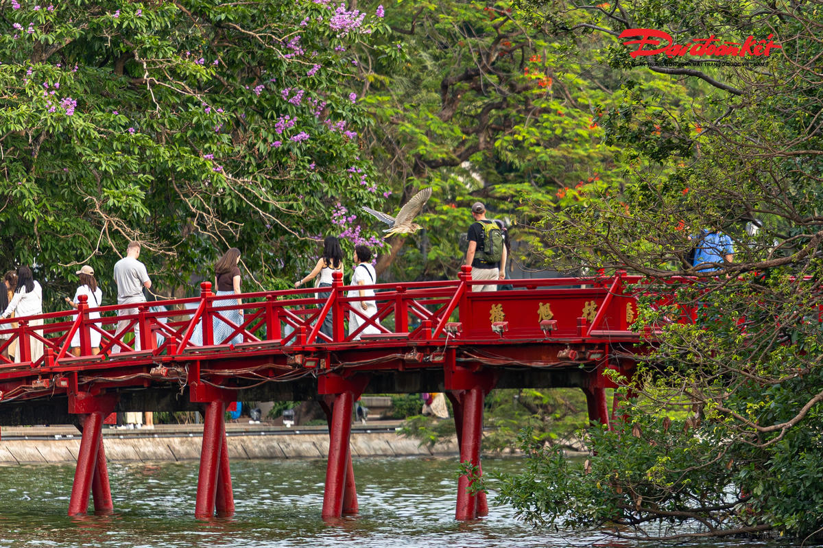 Đàn chim hoang dã xuất hiện dày đặc ở Hồ Gươm, tạo cảnh săn mồi hiếm thấy giữa trung tâm Hà Nội