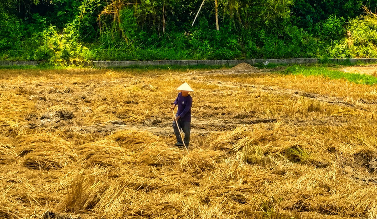 Người dân đang phơi rơm rạ trên cánh đồng ở xã Chiên Đàn. Ảnh: Tấn Thành.