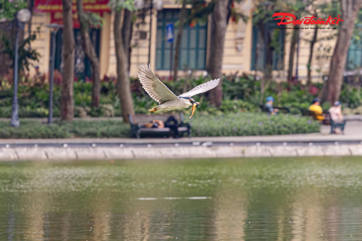 Đàn chim hoang dã xuất hiện dày đặc ở Hồ Gươm, tạo cảnh săn mồi hiếm thấy giữa trung tâm Hà Nội