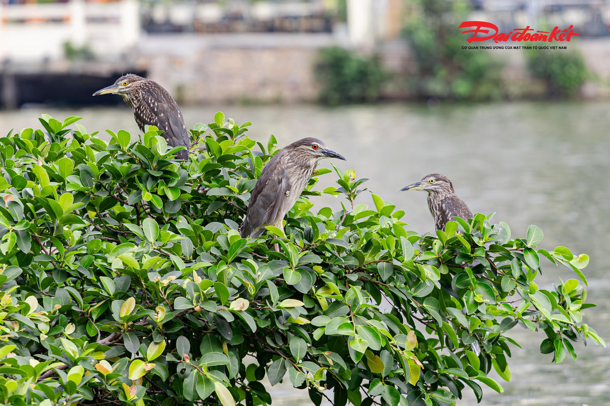 Đàn chim hoang dã xuất hiện dày đặc ở Hồ Gươm, tạo cảnh săn mồi hiếm thấy giữa trung tâm Hà Nội