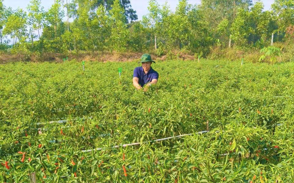 Diện tích ruộng bỏ hoang nhiều năm nay đã được cải tạo để trồng ớt chỉ thiên. Ảnh: Nguyễn Tín.