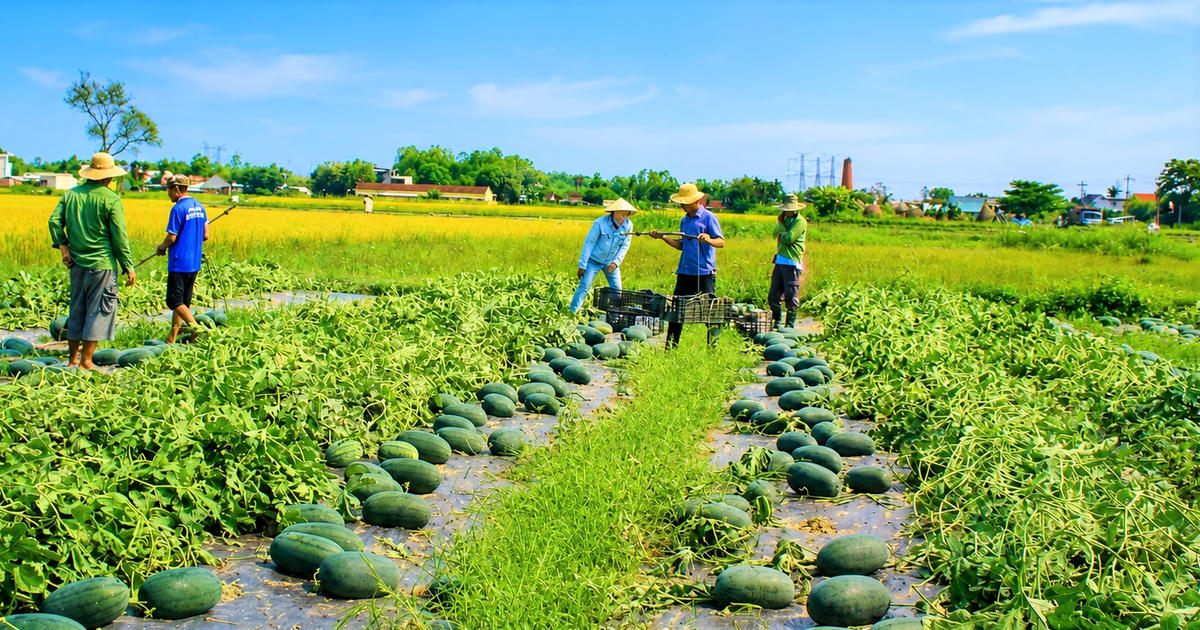 Người dân xã Chiên Đàn thu hoạch dưa hấu. Ảnh: Chí Đại.