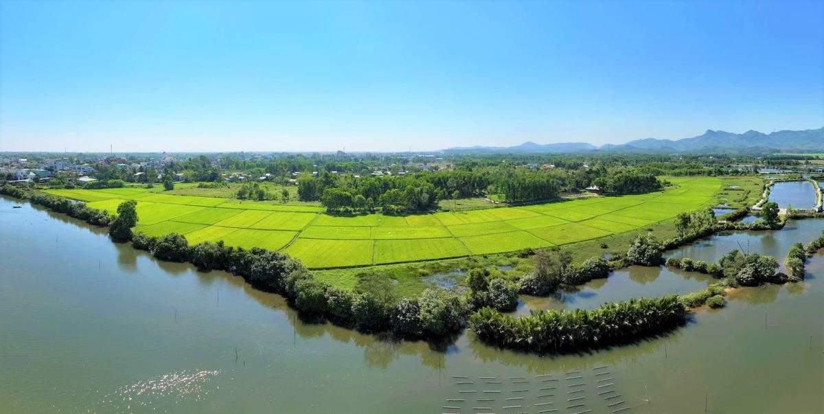 Từ cánh đồng nhiễm mặn, nay Đồng Sang đã xanh màu lúa. Ảnh: Nguyễn Tín.
