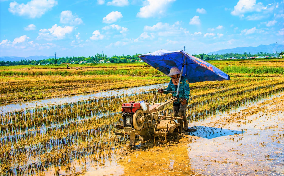 Ông Võ Thanh Việt đang cày ruộng trên cánh đồng. Ảnh: Tấn Thành.