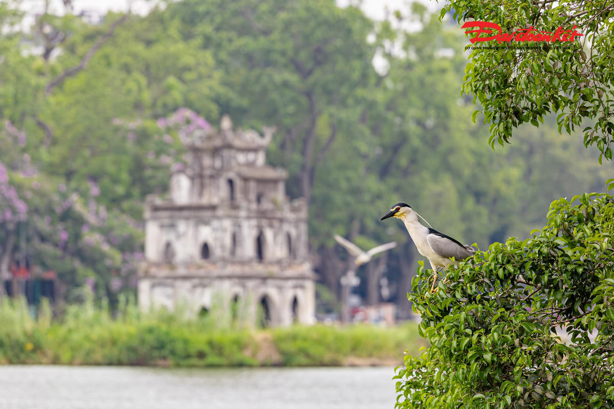 Đàn chim hoang dã xuất hiện dày đặc ở Hồ Gươm, tạo cảnh săn mồi hiếm thấy giữa trung tâm Hà Nội