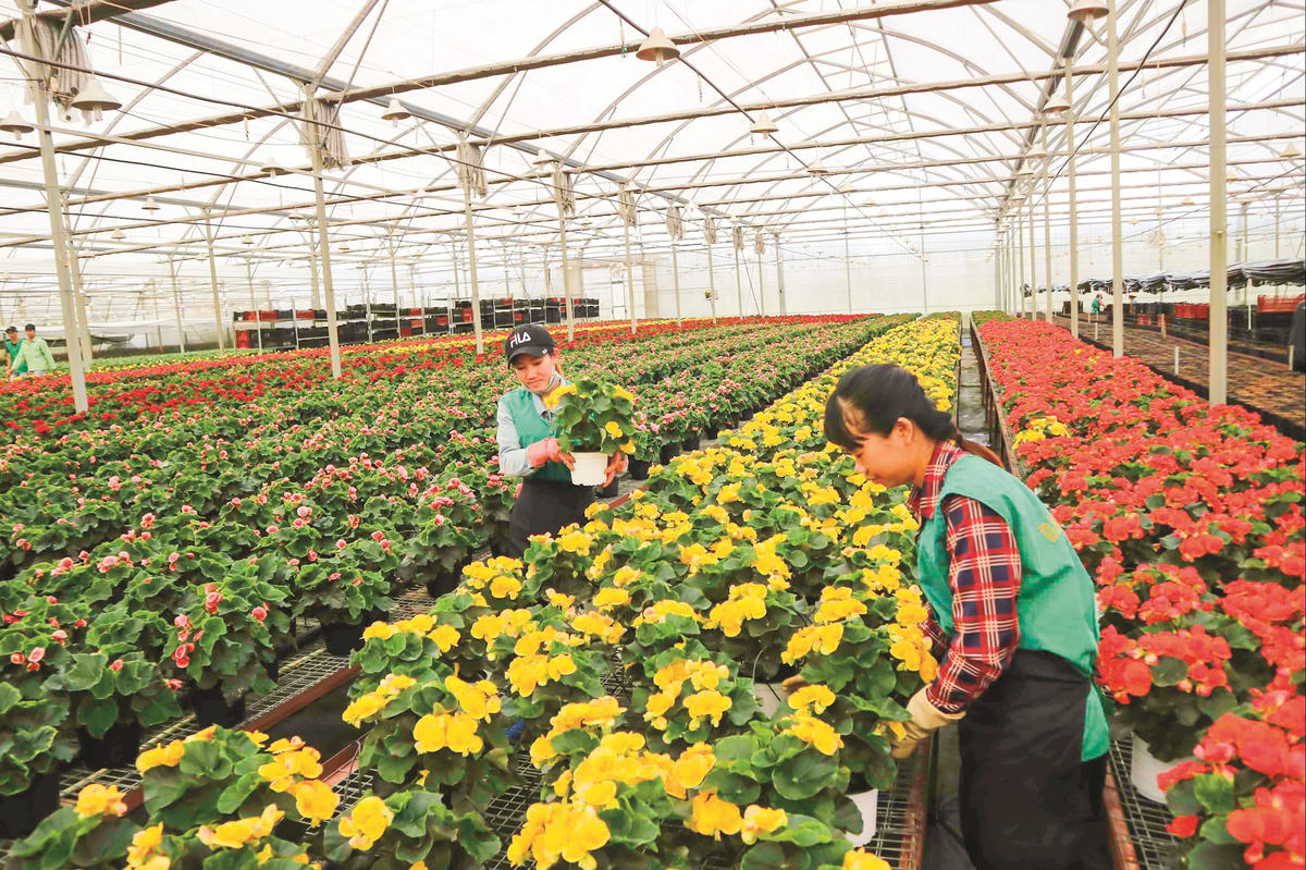 Nông dân tỉnh Lâm Đồng từng bước nhân rộng mô hình kinh tế xanh vào thực tiễn sản xuất. Ảnh: Văn Tâm.