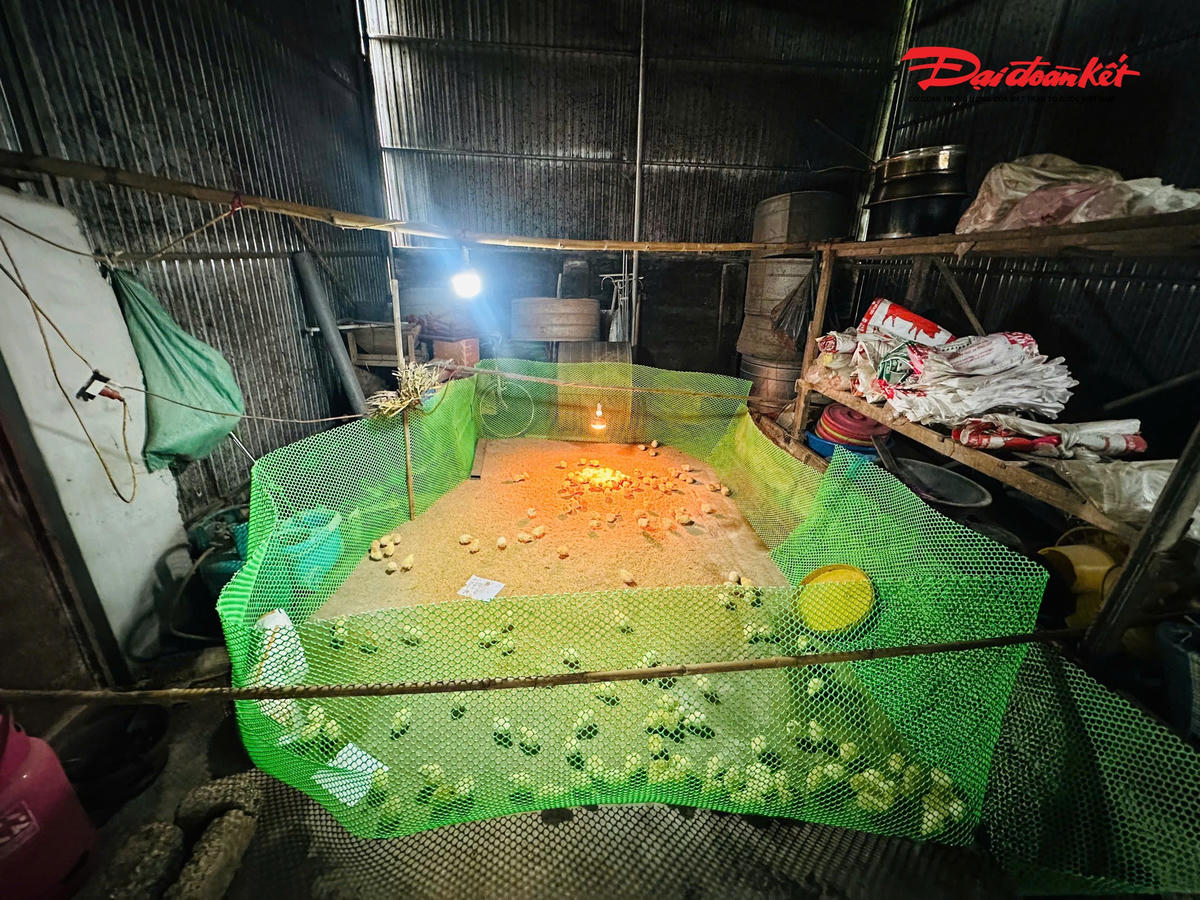 Ngay sau buổi lễ, những đàn gà giống đầu tiên đã được các hội viên đưa về thực hiện các quy trình chăn nuôi. Ảnh: MrT