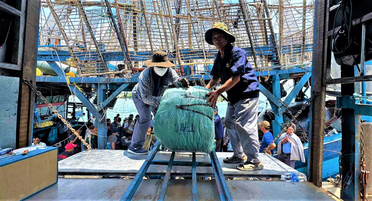 Vận chuyển mực xà dưới khoang tàu lên bờ bán cho thương lái. Ảnh: Tấn Thành.