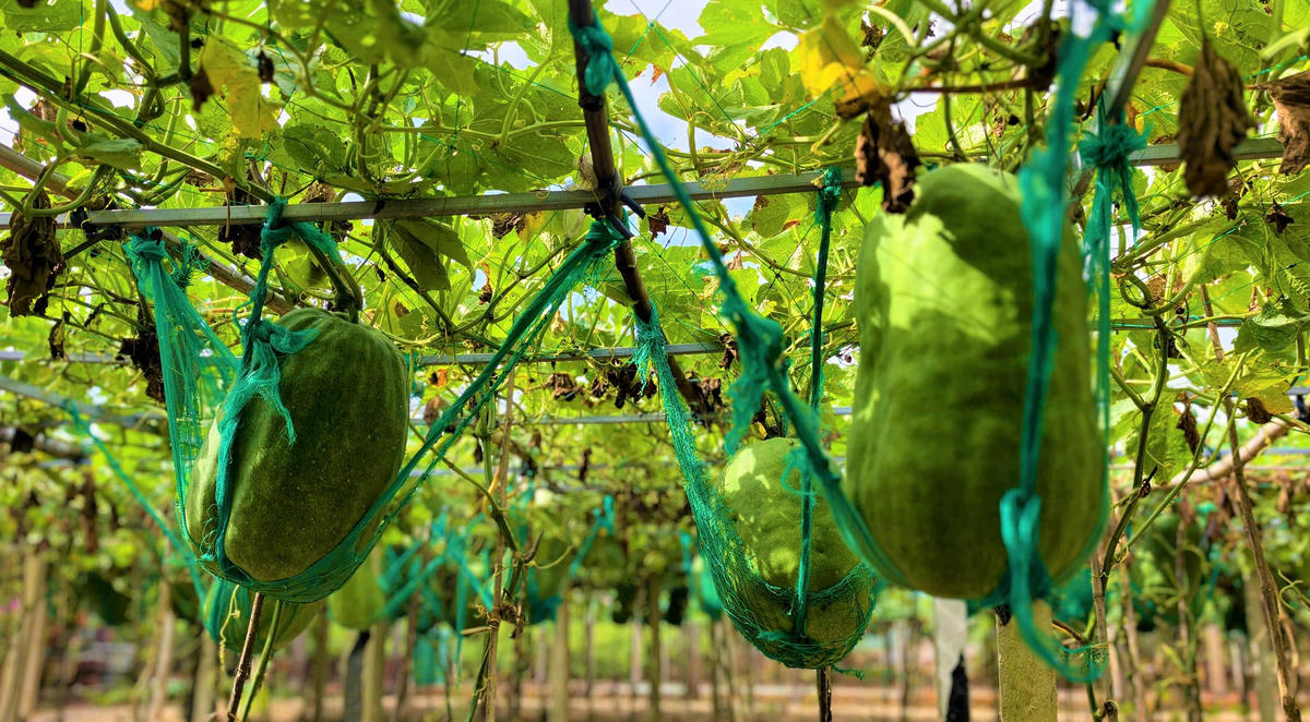 Giàn bí đao trĩu nặng những quả bí to lớn “khổng lồ”. Ảnh: TL.