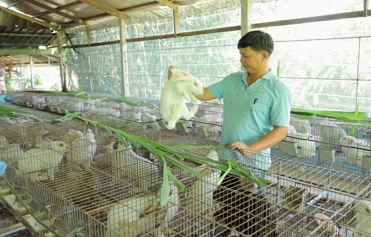Một mô hình nuôi thỏ sạch tại xã An Nhơn Tây. Ảnh: M.V.