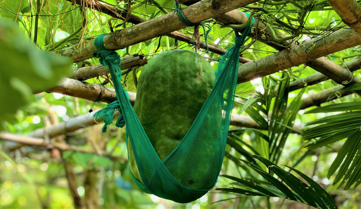 Những quả bí đao nặng hơn 70 kg. Ảnh: TL.
