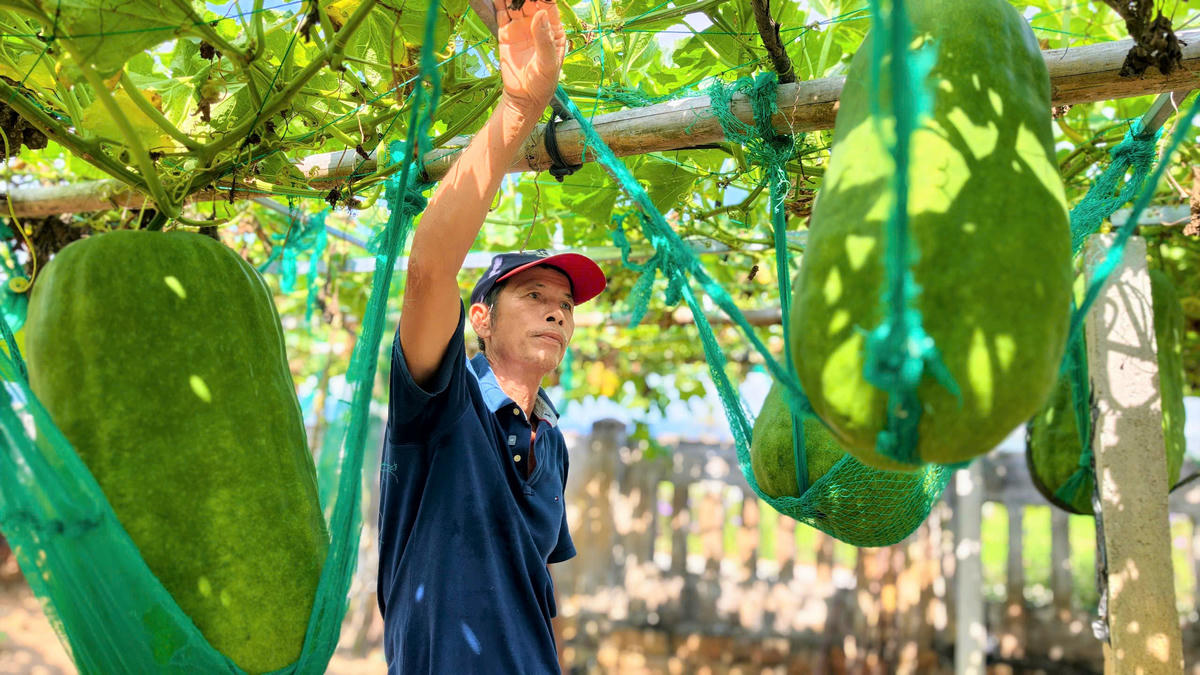 Ông Lê Bá Biên đang chăm sóc bí đao "khổng lồ" của gia đình. Ảnh: TL.