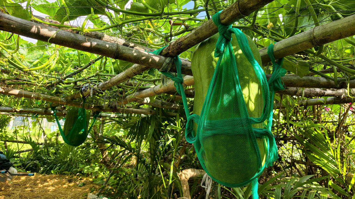 Người dân làng Chánh Trạch thiết kế những chiếc võng để chứa bí đao nặng hơn 50kg. Ảnh: TL.