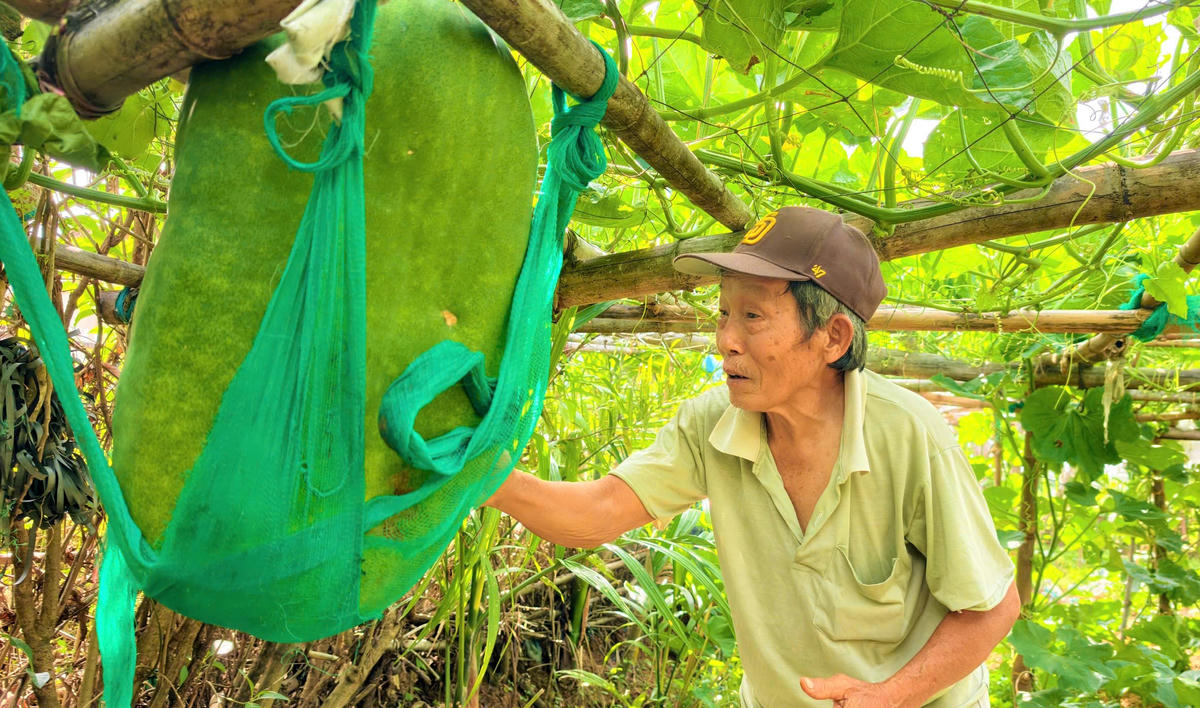 Người dân làng Chánh Trạch chăm sóc vườn bí đao "khổng lồ". Ảnh: TL.