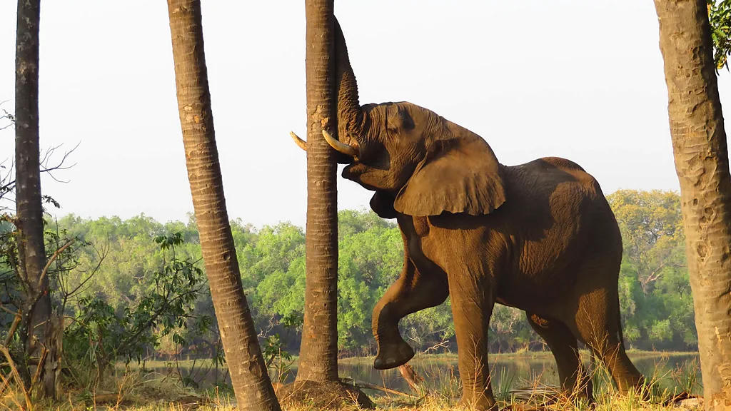 Đi bộ giữa thế giới hoang dã ở Zambia