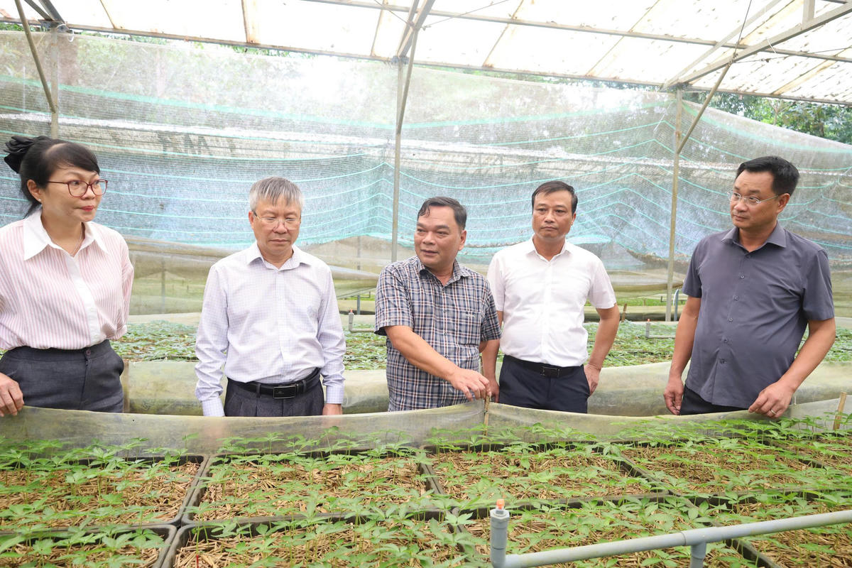 Bí thư Thành ủy Đà Nẵng Lê Ngọc Quang (bên phải, ngoài cùng) thăm cây giống sâm Ngọc Linh. Ảnh: TT.