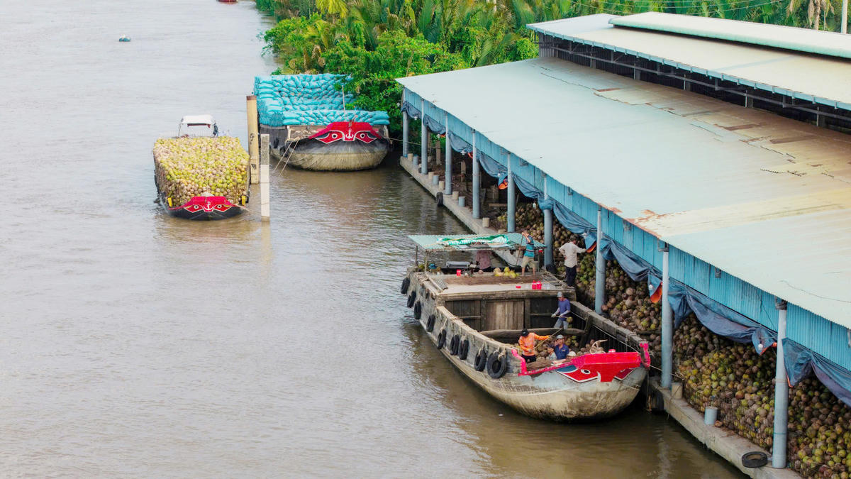 Ghe xuồng chở đầy dừa khô tấp nập cập bến các cơ sở sản xuất chỉ xơ dừa ven sông Thom mỗi ngày. (Ảnh: Trí Trần).