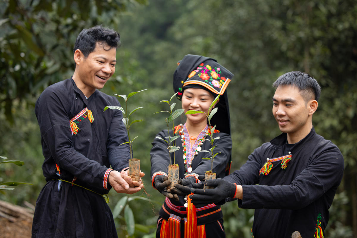 Nông dân tham gia dự án Quế hữu cơ tại tỉnh Lào Cai.