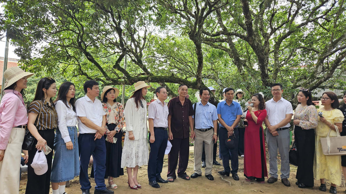 Đoàn khảo sát đã trực tiếp trải nghiệm, thăm cây vải tổ 200 năm&nbsp;tuổi tại xã Thanh Hà. Ảnh: PT.&nbsp;
