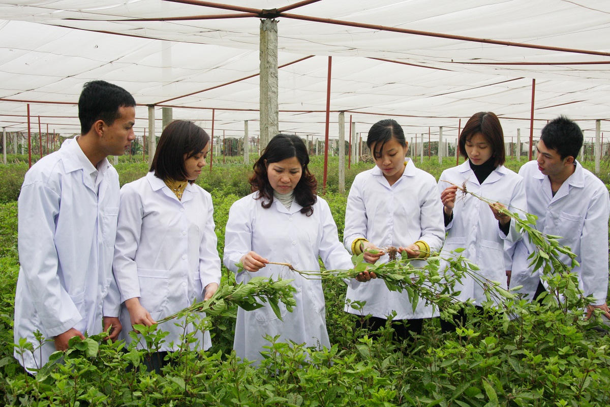 Thúc đẩy dược liệu trở thành ngành kinh tế có giá trị cao