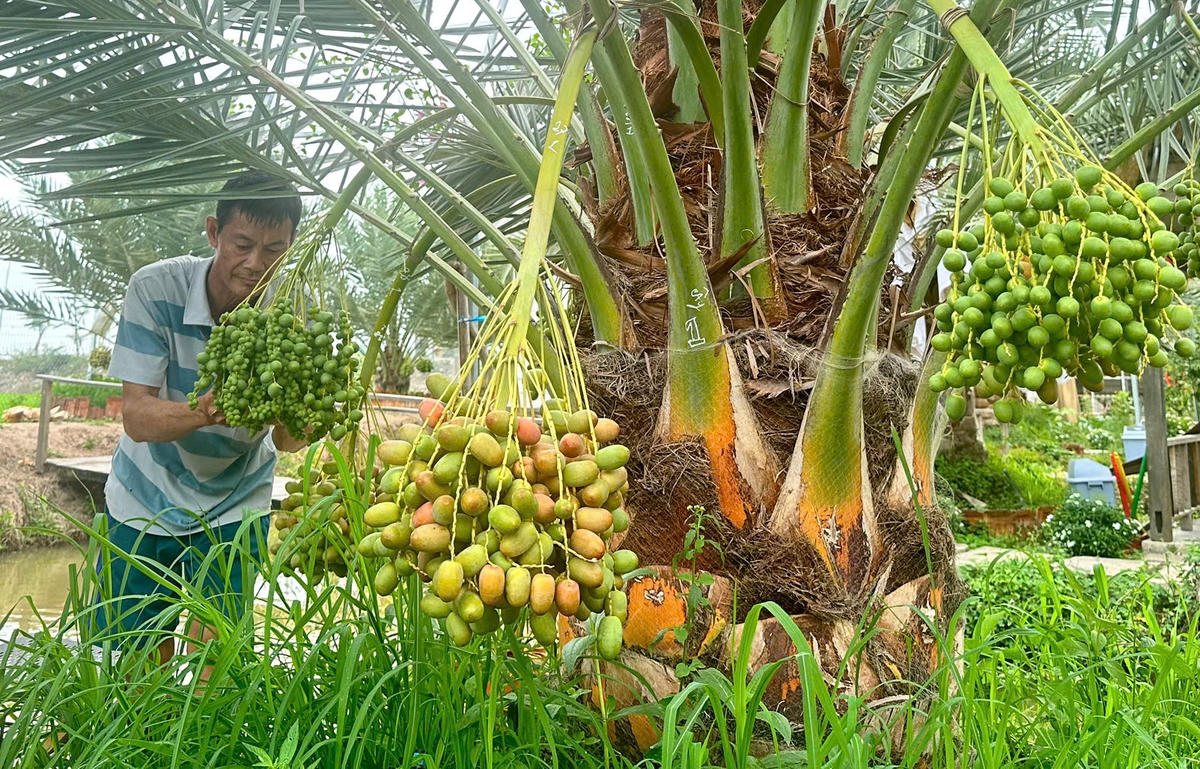 Vùng biên Đồng Tháp lạ mắt với vườn chà là sai trái