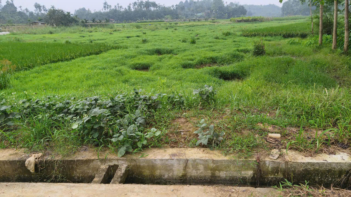 Còn theo người dân nơi đây phản ánh, ô nhiễm nguồn nước chính là nguyên nhân dẫn đến rất nhiều diện tích đất nông nghiệp không thể canh tác và bỏ hoang. Ảnh: Ngô Hùng.