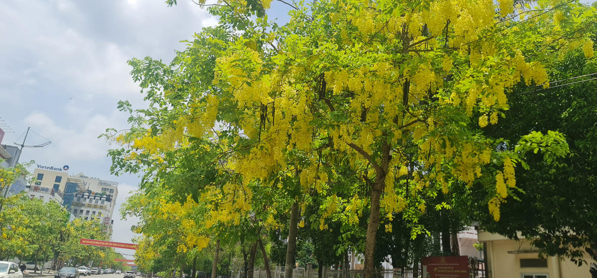 Rợp sắc vàng dọc tuyến phố Phan Chu Trinh. Ảnh: Anh Tuấn