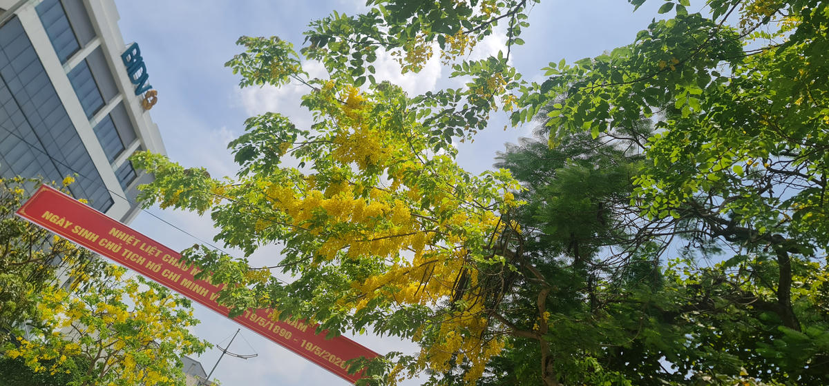 Cành hoa muồng hoàng yến vươn mình giữa nền trời xanh, tạo cảm giác dễ chịu trong nắng hè gay gắt. Ảnh: Anh Tuấn