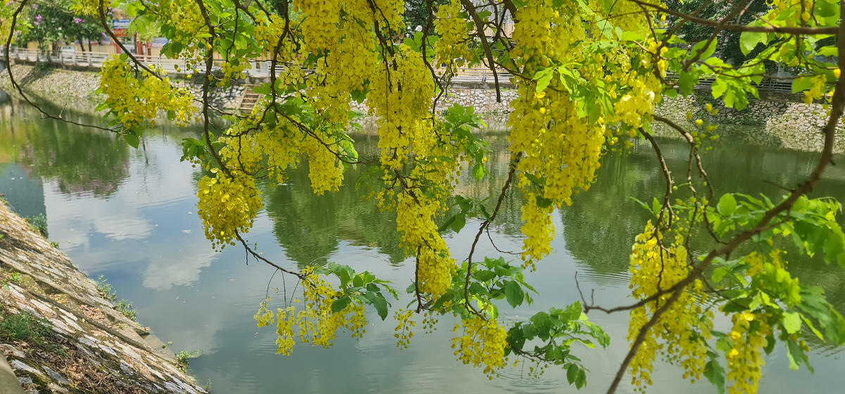 Những chùm hoa muồng hoàng yến rủ sát mặt hồ Thành, toả hương thơm nhẹ bay theo làn gió, tạo cảm giác lãng mạn. Ảnh: Anh Tuấn