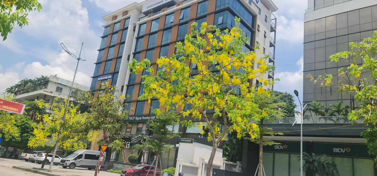 Những cây muồng hoàng yên đang bung nở rực rỡ trên phố Phan Chu Trinh. Ảnh: Anh Tuấn